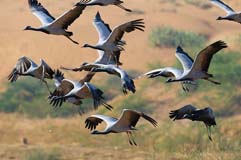 Jungfernkraniche - Zum Vergroessern klicken!